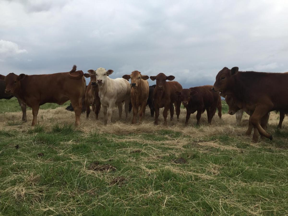 Dewdrop Farm Stay Ermelo Luaran gambar